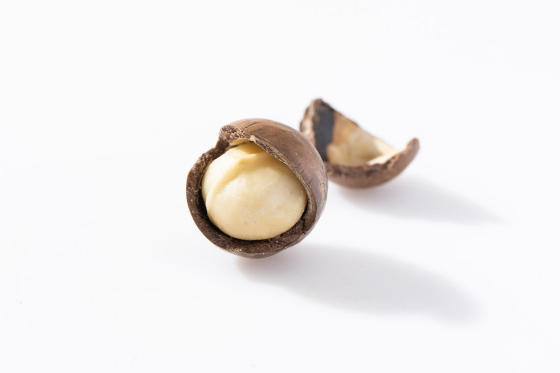 Macadamia Nut In Shell